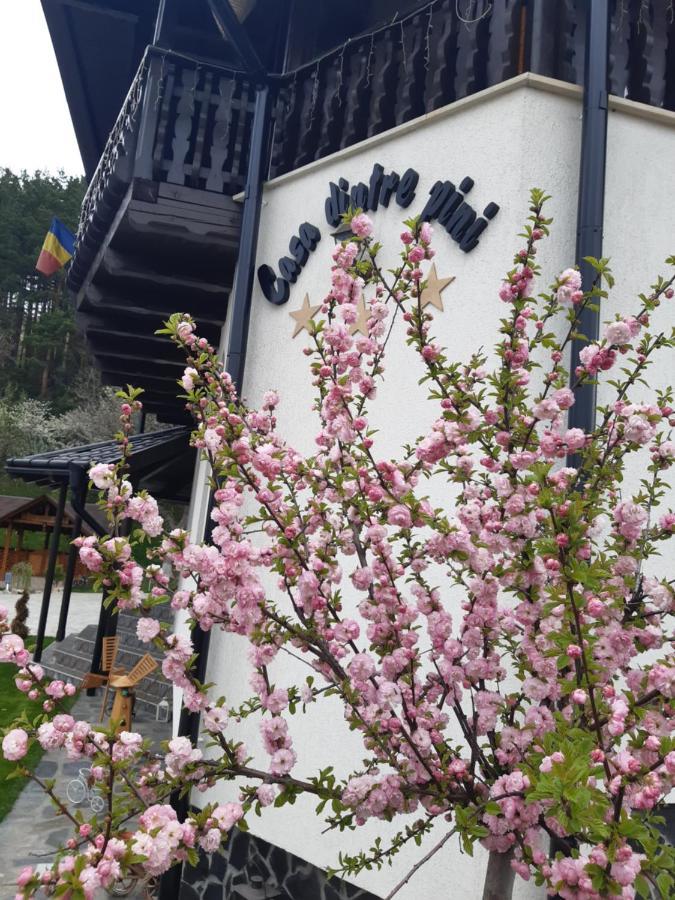 Casa Dintre Pini Villa Paltinoasa ภายนอก รูปภาพ